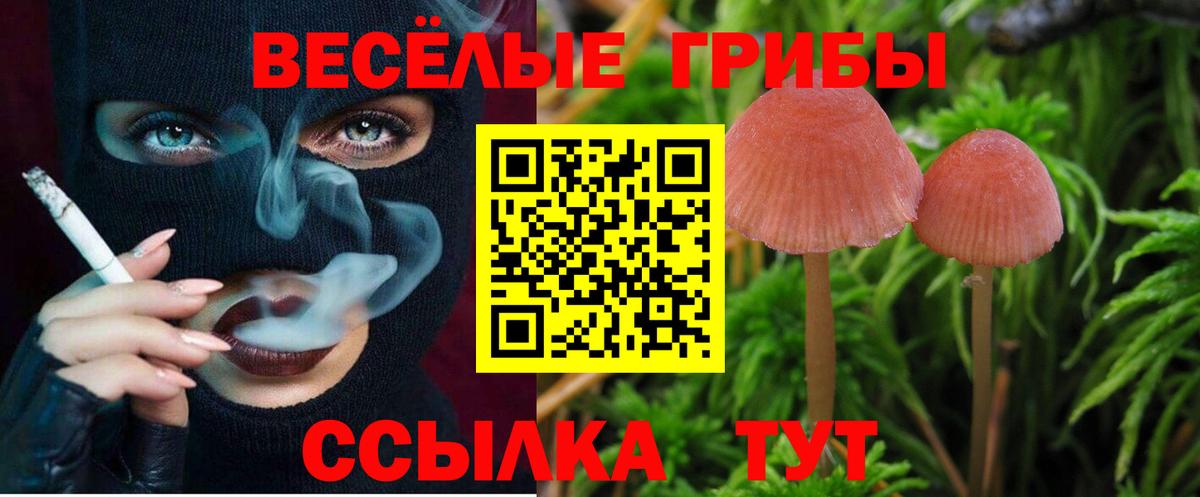 наркота  Вход с VPN  Псилоцибиновые грибы Psilocybe  Павловский Посад  Псилоцибиновые грибы MAGIC MUSHROOMS 